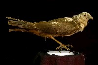 藏品(東方澤鵟)的圖片